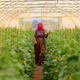 A displaced Iraqi woman, who fled violence in the northern city of Tal Afar, tends to the cucumber vines inside a plastic greenhouse at the Bahrka refugee camp located in the Kurdish autonomous region in northern Iraq on May 20, 2017.